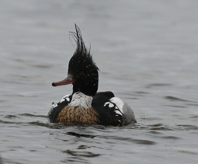 Северная утка крохаль