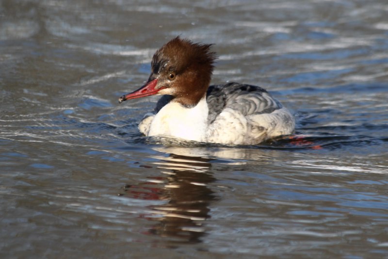 Птица чешуйчатый крохаль