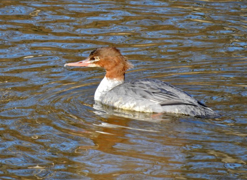 Крохаль длинноносый птенцы
