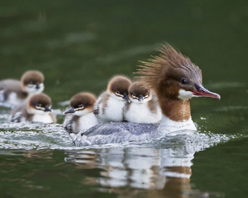 Большой крохаль яйца