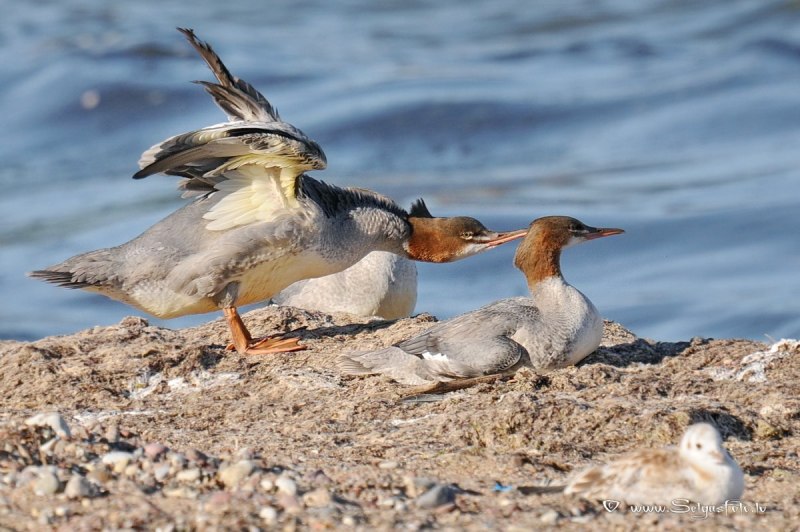 Крохаль утка