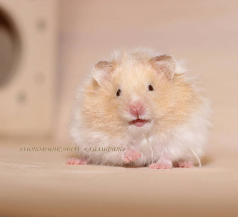 Белый хомяк с голубыми глазами