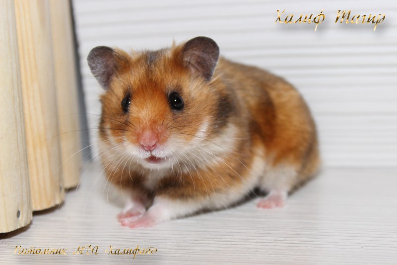 Нарисовать хомячка на желтом фоне