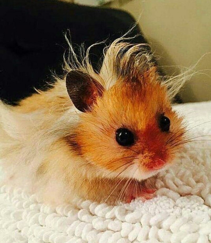 Обои с хомячками