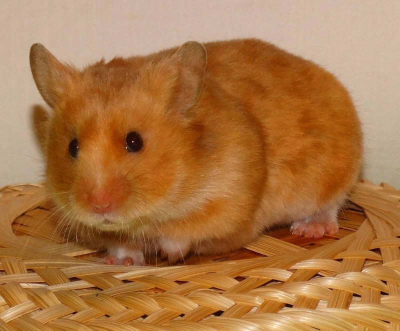 Сирийский хомяк короткошерстный