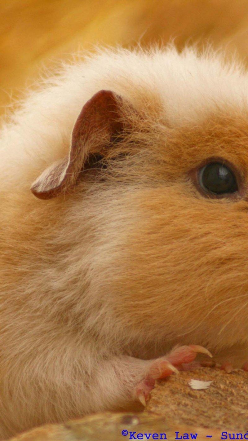 Хомяк грызун