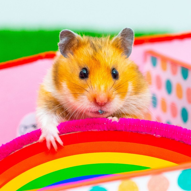 Хомячок улыбается