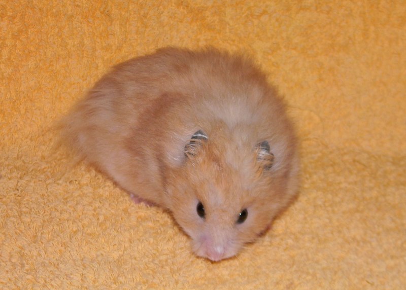 Хомяк сирийский вислоухий