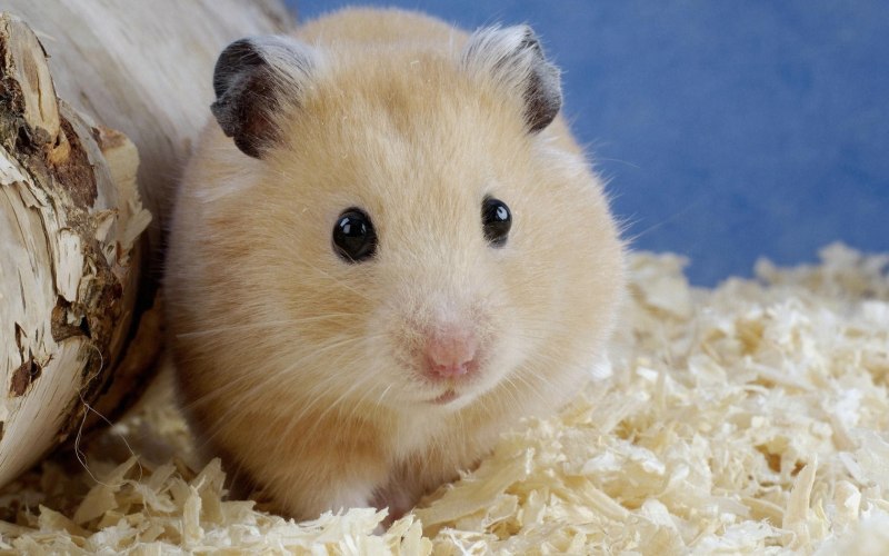 Сирийский карликовый хомяк