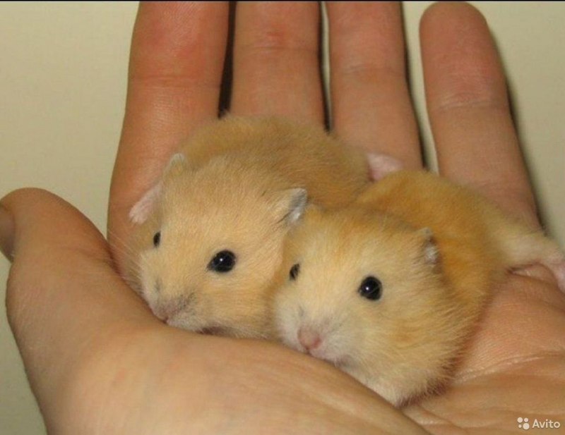 Джунгарский хомяк мандарин