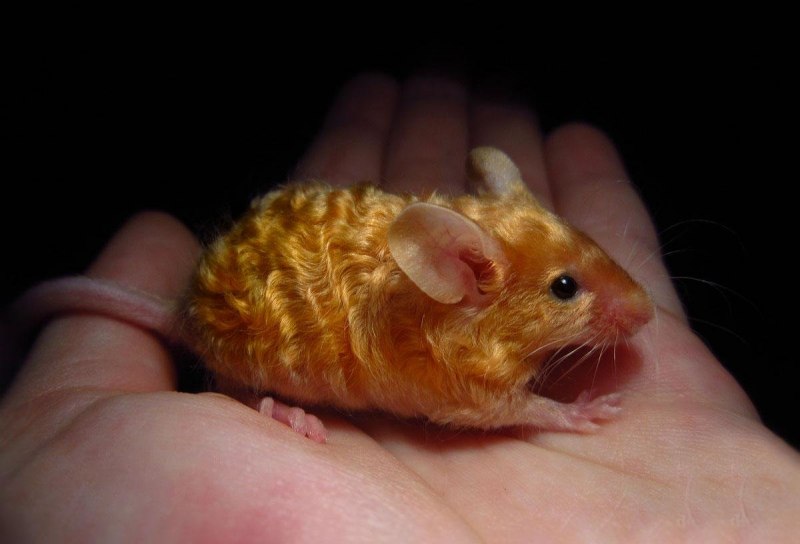 Сатиновая крыса Дамбо Золотая