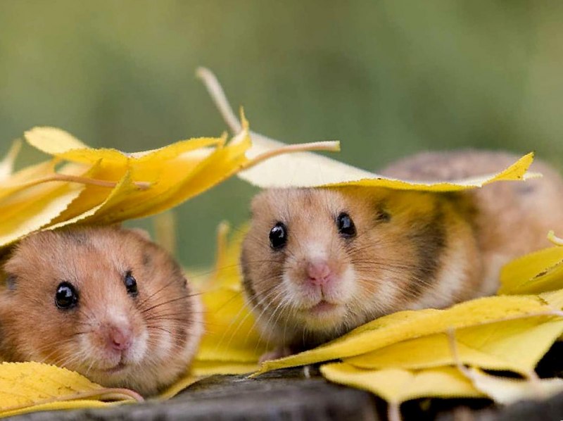 А. С. хомяков