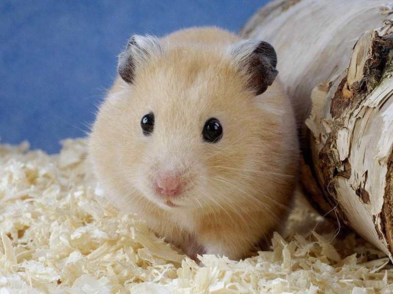 Roborovski Hamsters