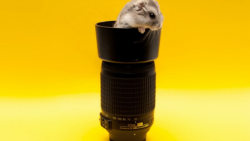 Mesocricetus auratus