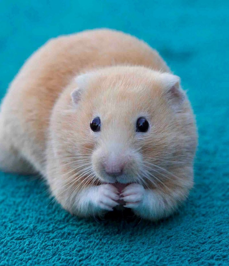 Хомяк с набитыми щеками