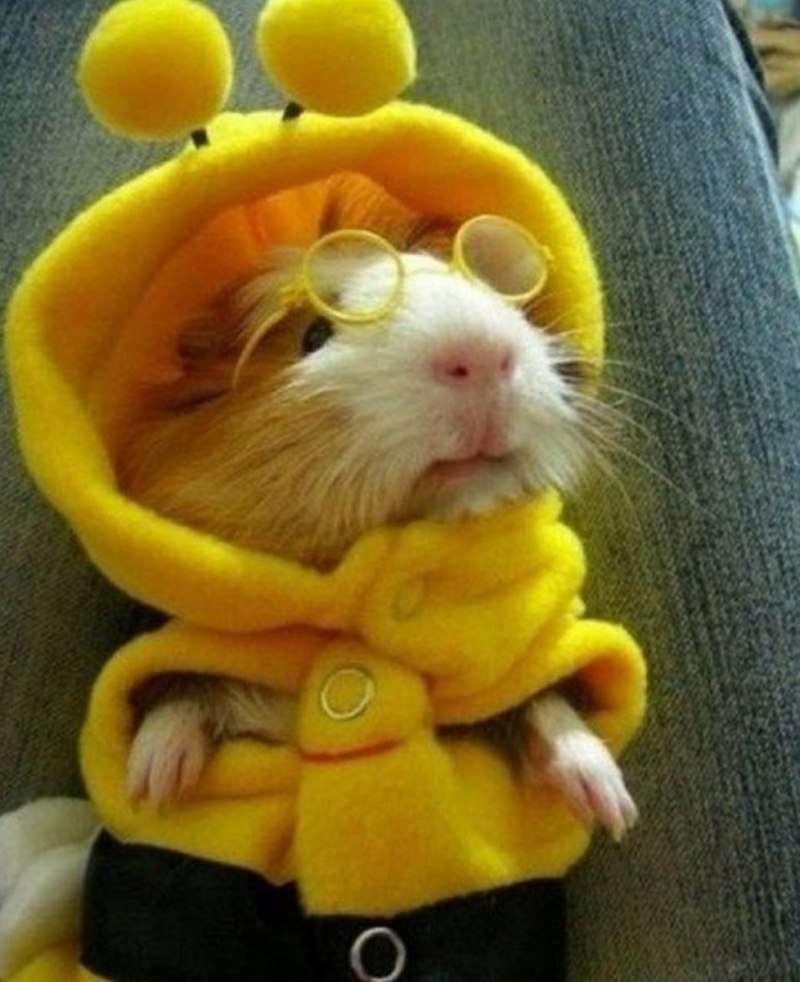 Хомяк в костюме