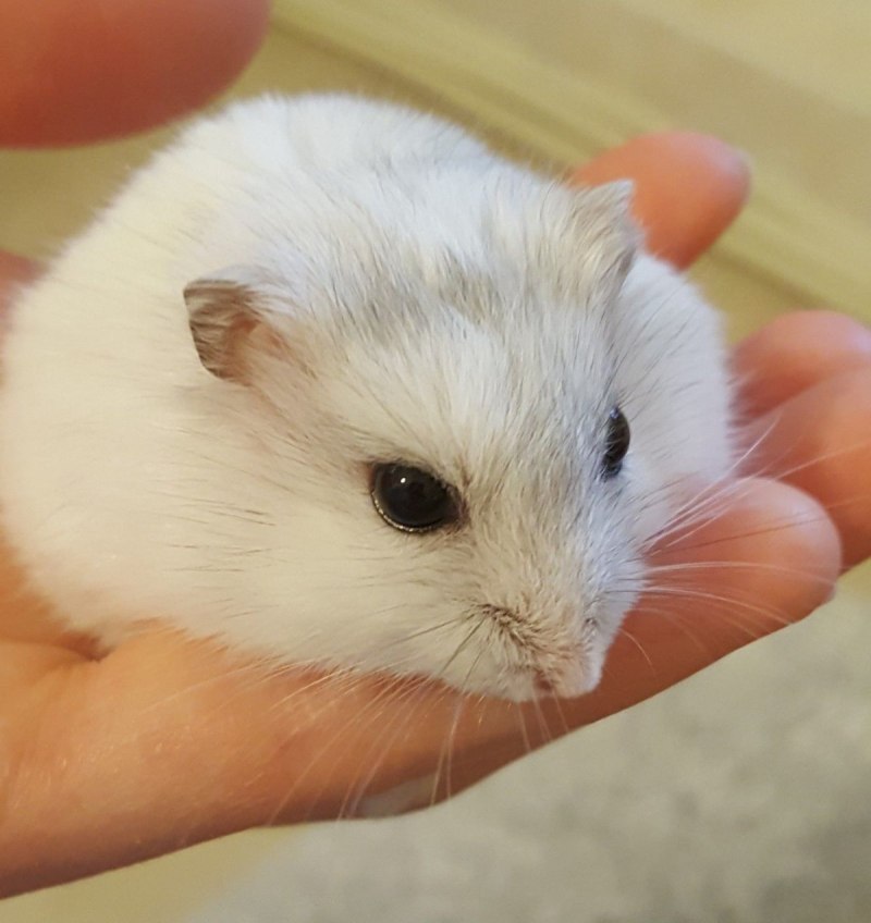 Мохноногие хомячки