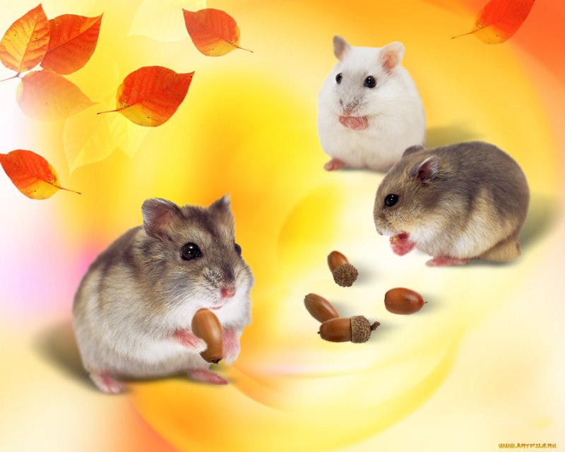 Хомяк на желтом фоне