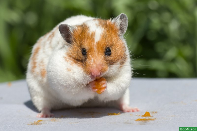 Коллаж хомяки