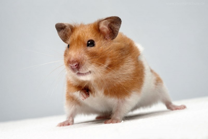 Карликовый хомяк джунгарский