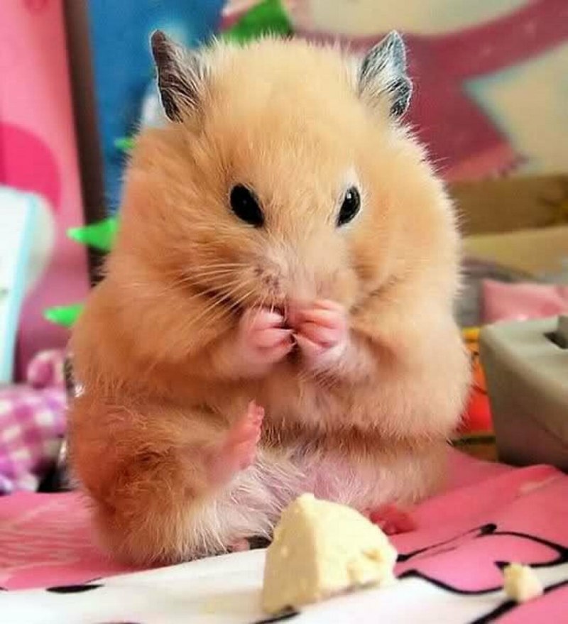 Породы хомяков ангорский