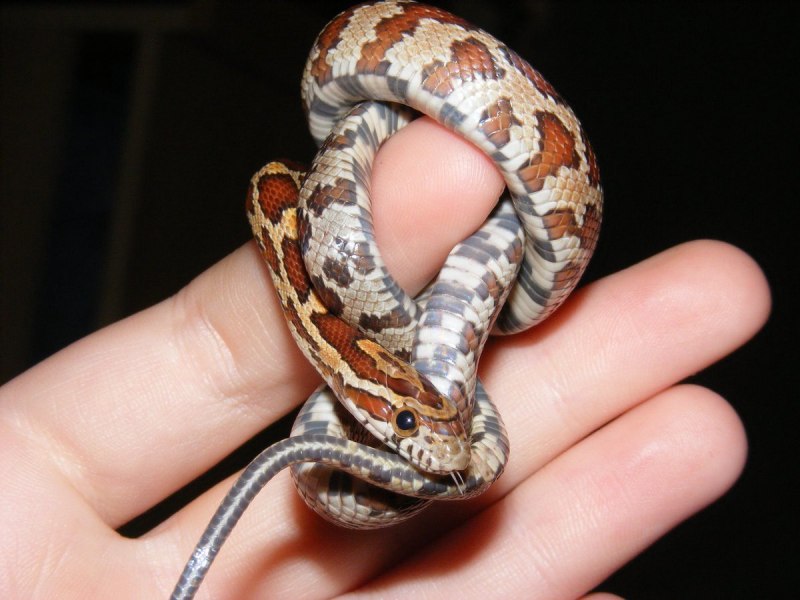 Полосатый полоз