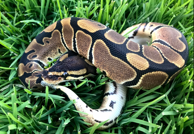 Окрас питона