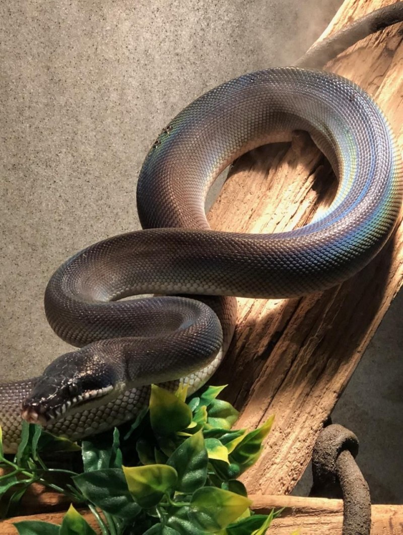 Змея белогубый питон