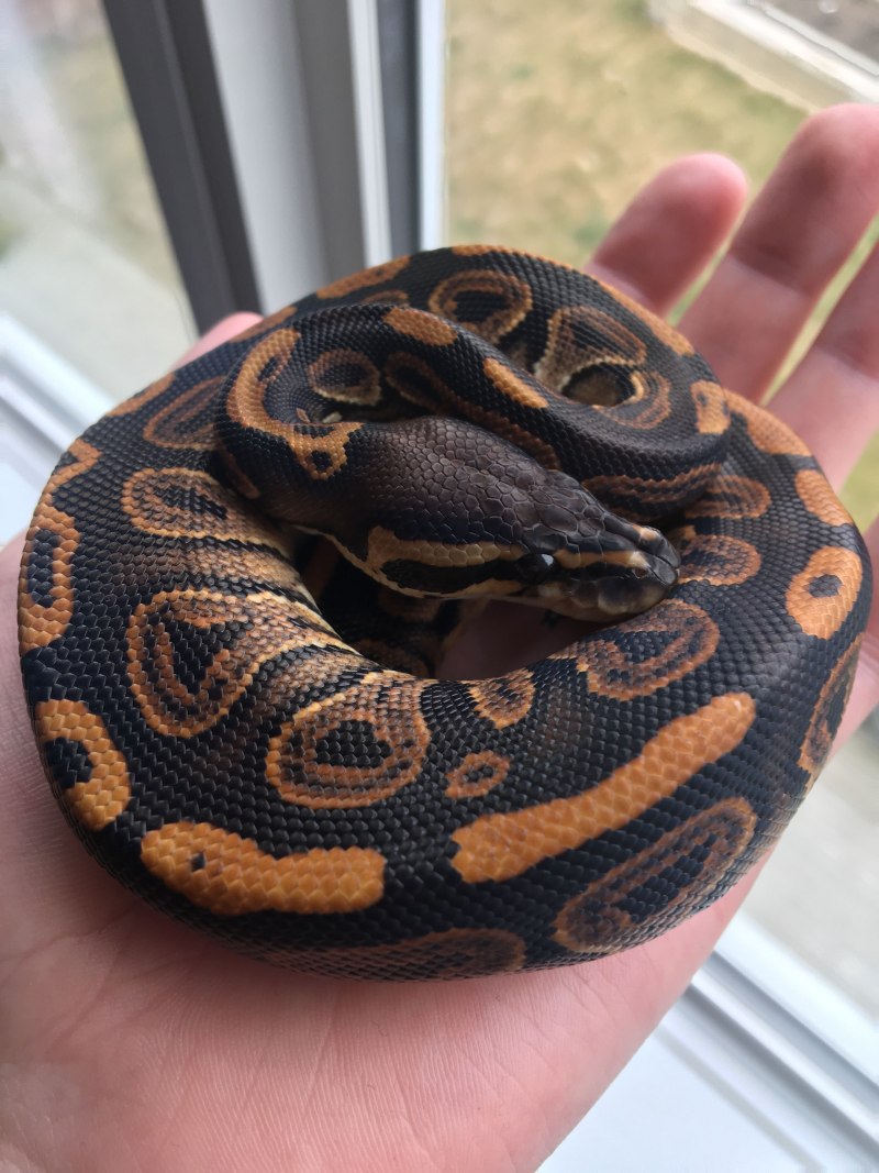 Питон Региус