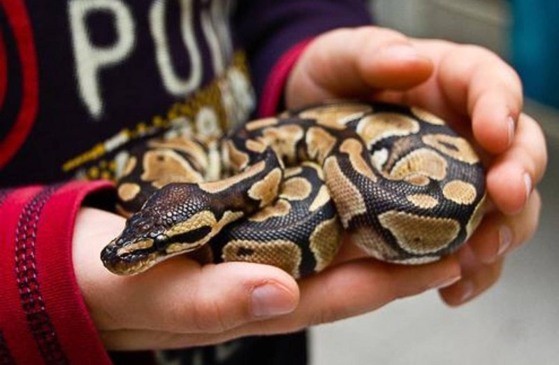 Змея Королевский питон