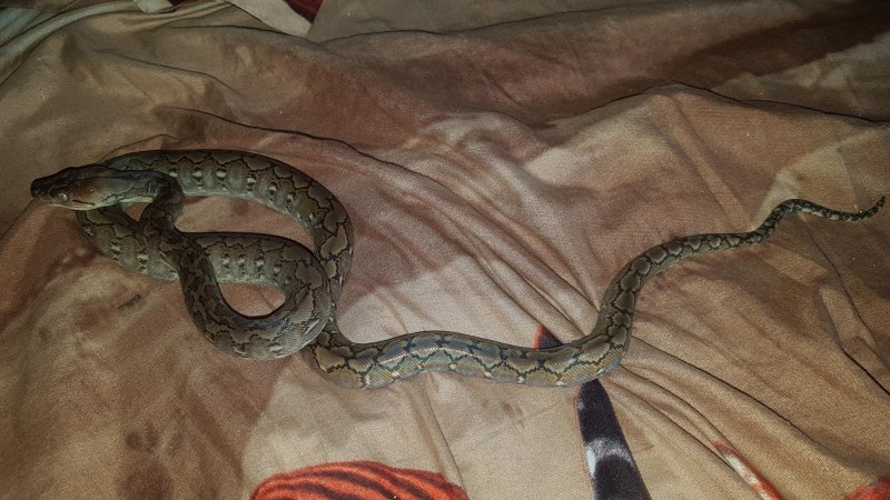 Сетчатый питон Дварф