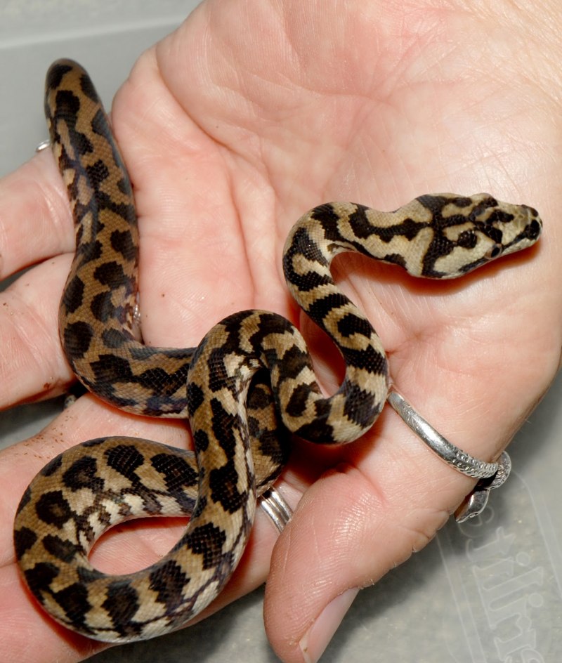 Питон карликовый змея