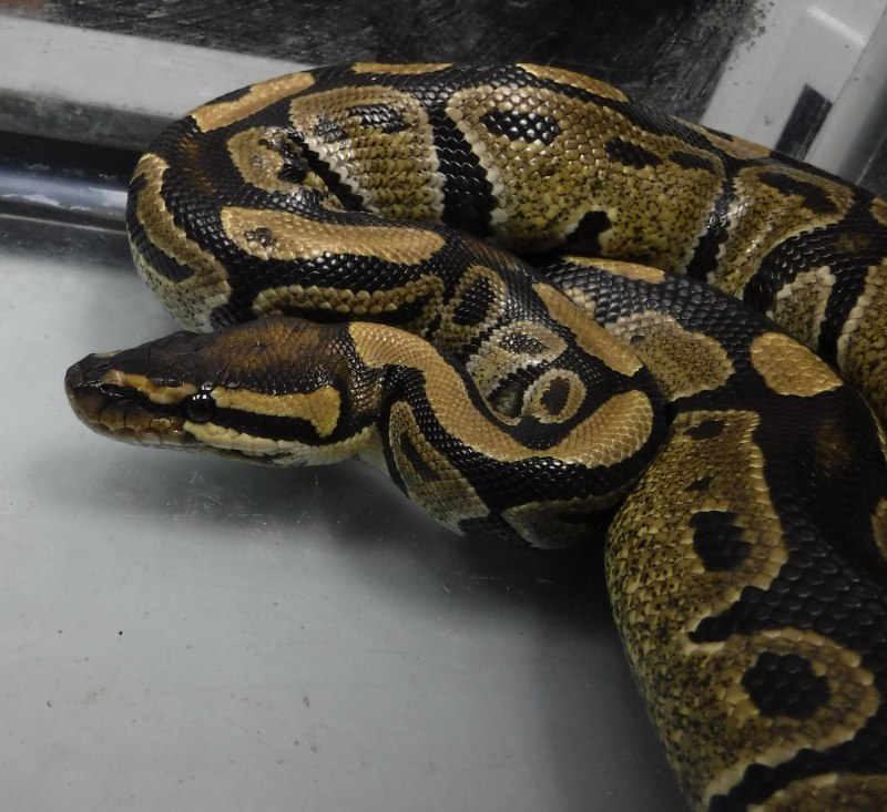 Кольчатый питон