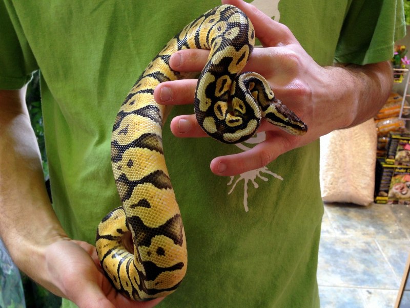 Королевский питон Региус взрослый