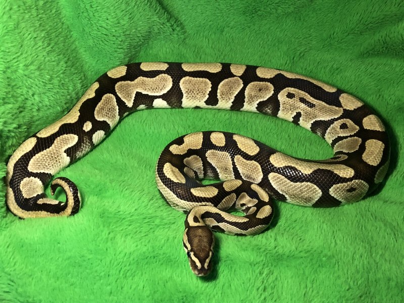 Королевский питон МОРФА Панда