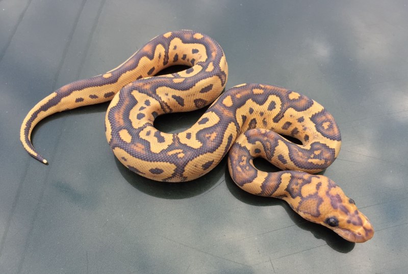 Питон дракон