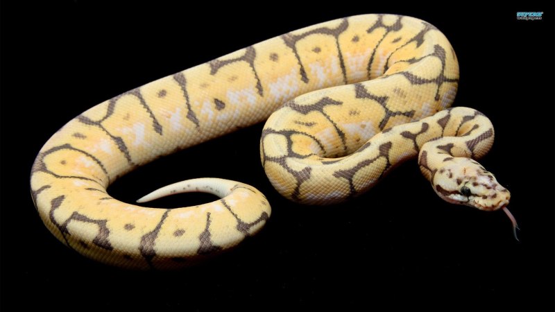 Королевский питон зеленый