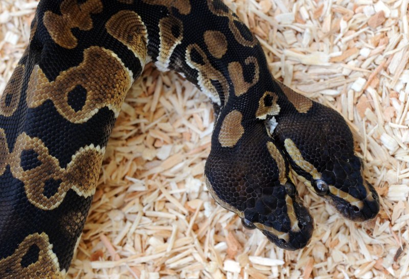 Королевская двухголовая змея