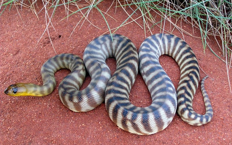 Австралийский черноголовый питон