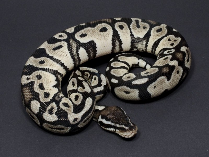 Королевский питон аксантик