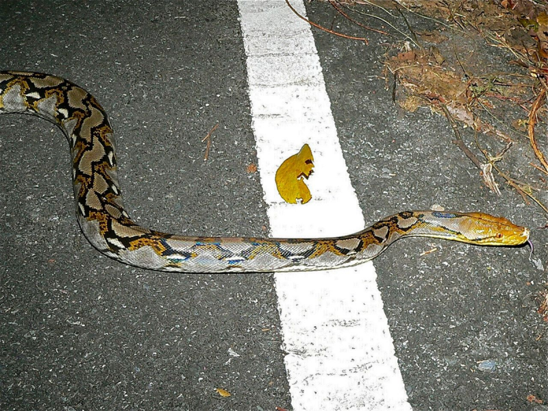 Сетчатый питон 7.5 метров