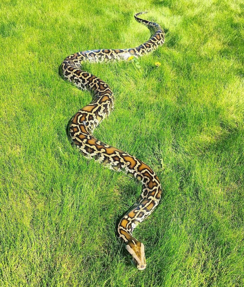 Тигровый питон