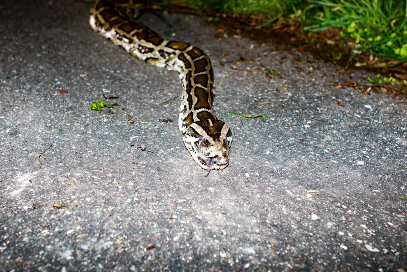 Карликовый тигровый питон