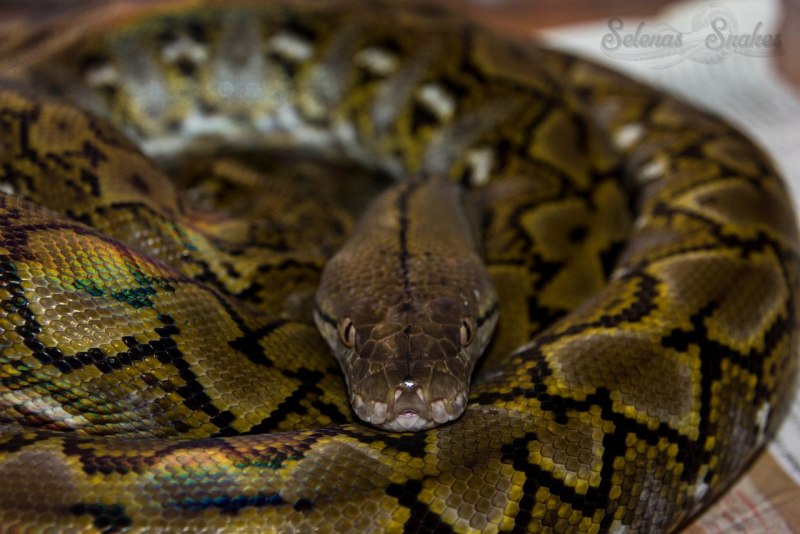 Сетчатый питон