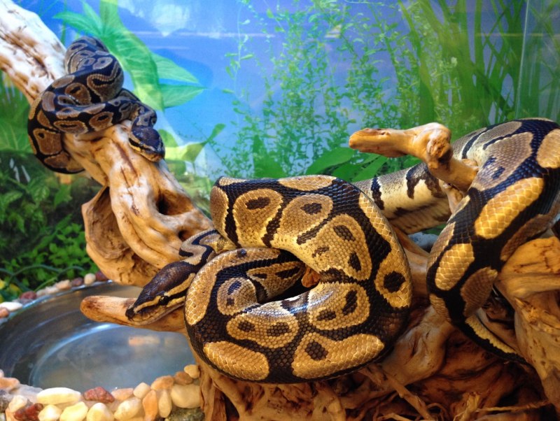 Королевский питон большой