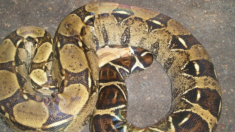 Крупный Королевский питон
