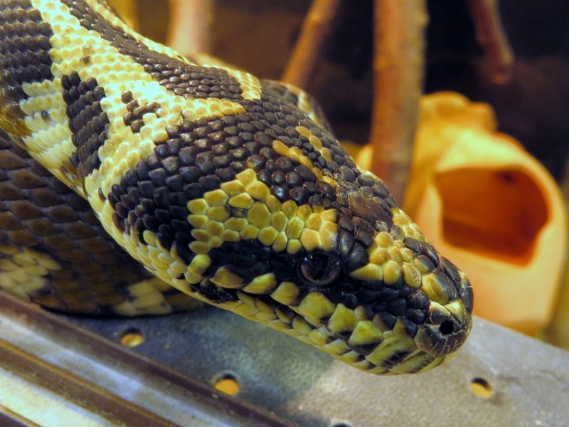 Желтый пятнистый питон