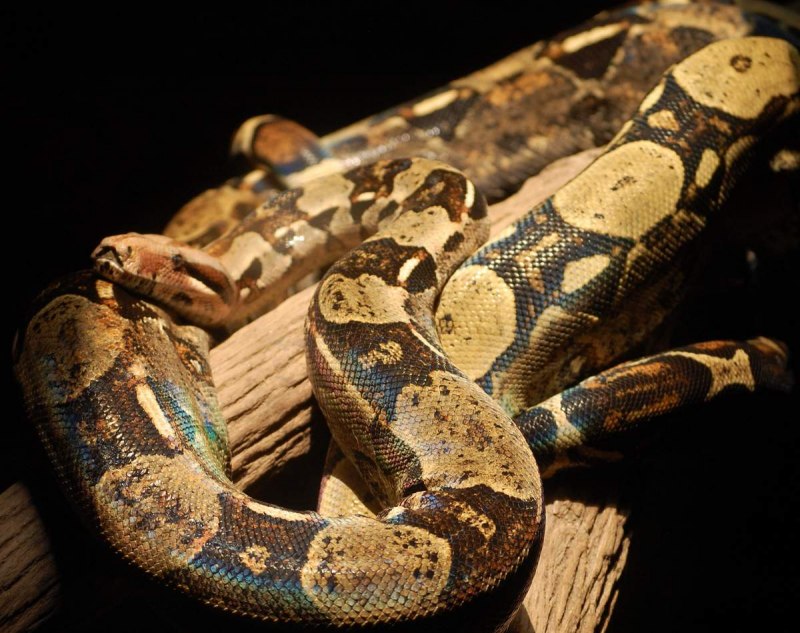 Императорский питон