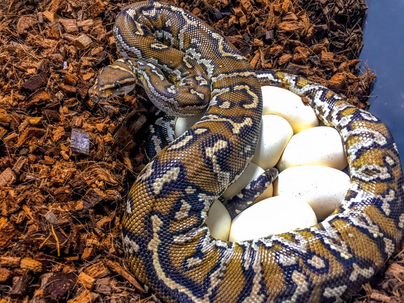 Королевский сетчатый питон