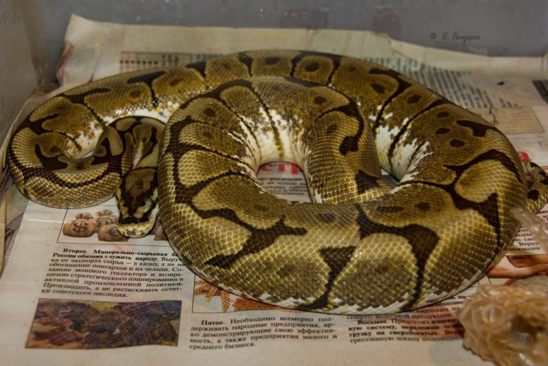 Карликовый сетчатый питон